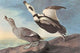 Labrador Duck Poster Print by John James Audubon