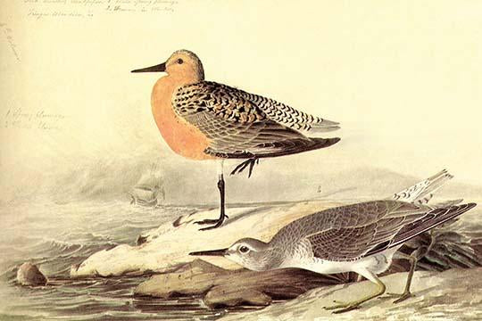 Leach's Petril Poster Print by John James Audubon showcasing intricate details and vibrant colors.