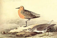 Leach's Petril Poster Print by John James Audubon showcasing intricate details and vibrant colors.