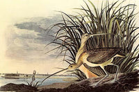 Long-Billed Curlew Poster Print by John James Audubon