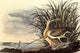Long-Billed Curlew Poster Print by John James Audubon