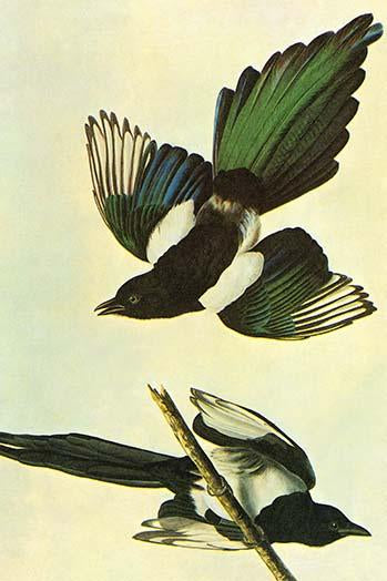 Mallard poster print by John James Audubon, vintage art reproduction.