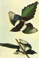 Mallard poster print by John James Audubon, vintage art reproduction.