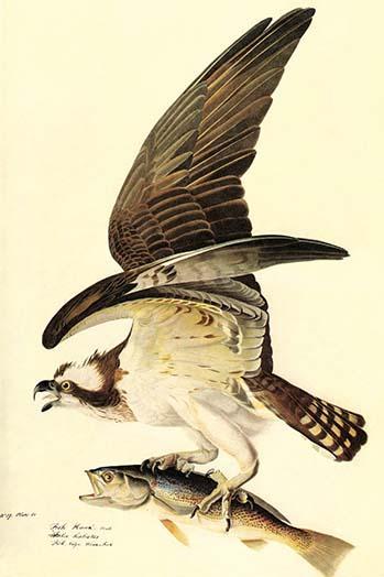 Osprey Fine Art Print by John James Audubon, vintage reproduction artwork.