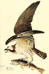 Osprey Fine Art Print by John James Audubon, vintage reproduction artwork.