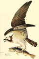 Osprey Fine Art Print by John James Audubon, vintage reproduction artwork.
