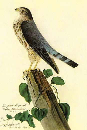 Pigeon Hawk Vintage Art Print by John James Audubon