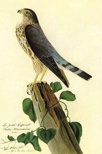 Pigeon Hawk Vintage Art Print by John James Audubon