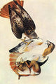 Red Tailed Hawk Poster Print by John James Audubon, showcasing a beautiful vintage art reproduction.