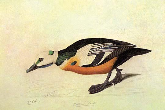 Stellers Eider Vintage Art Print by John James Audubon