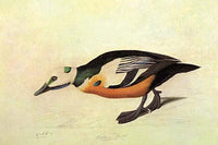 Stellers Eider Vintage Art Print by John James Audubon