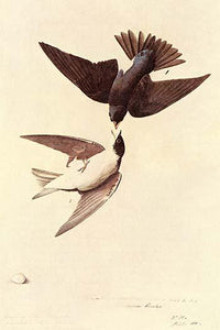 Tree Swallow vintage art print by John James Audubon