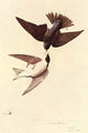 Tree Swallow vintage art print by John James Audubon