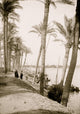 View Looking Down the Nile Poster Print showcasing Cairo's landscape.