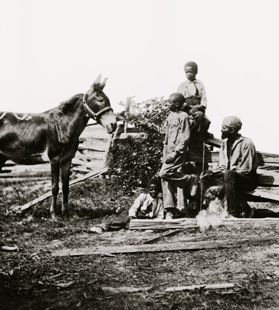 Free at Last Poster Print - Family feeding their donkey