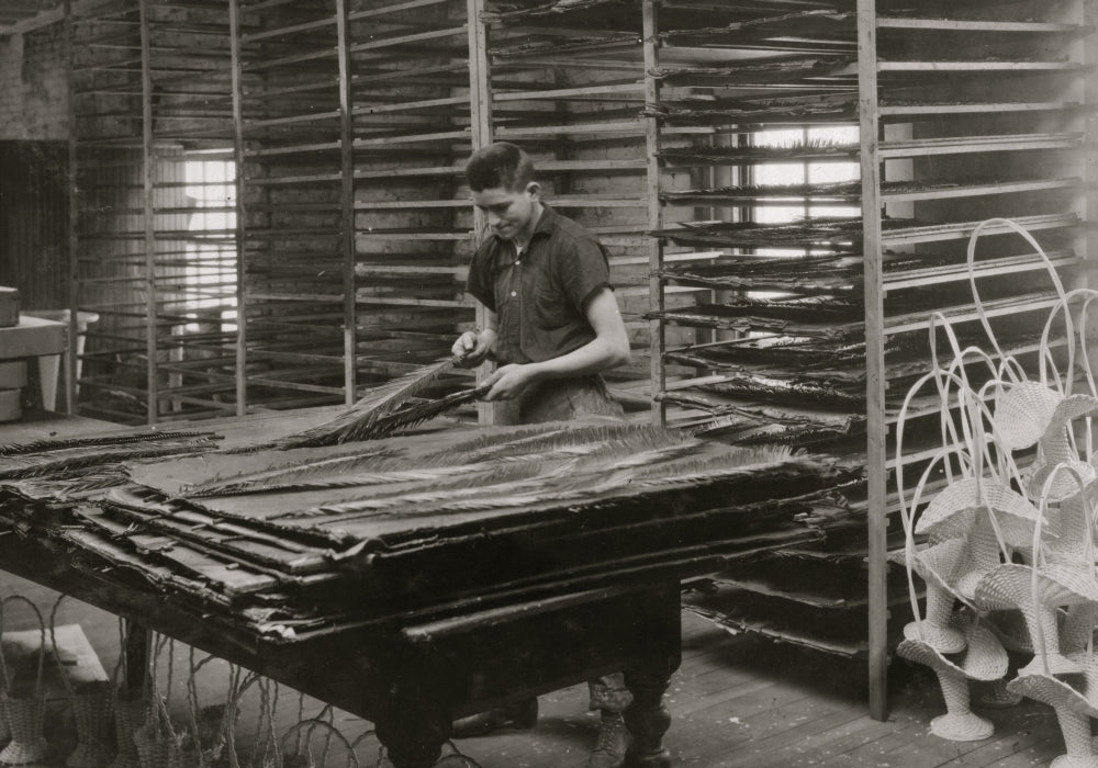 15-Year-Old Boy Sorting Cycas Leaves Poster Print from Boston Floral Supply Co.
