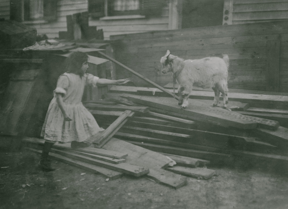 Child Feeds a Sheep in the Backyard Poster Print
