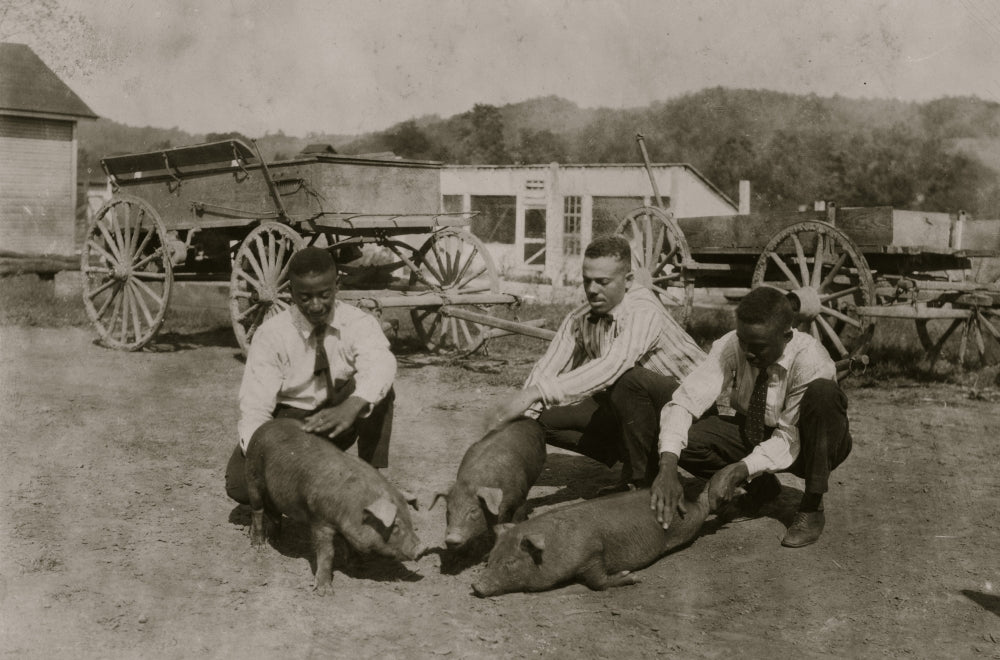 Three young farmers raising pigs poster print