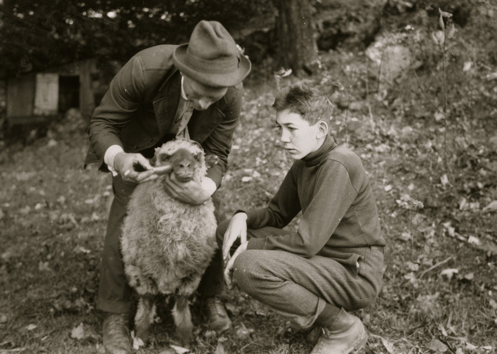 Forest Kellison 4-H Club member treating sheep for parasites poster print