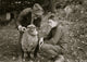 Forest Kellison 4-H Club member treating sheep for parasites poster print