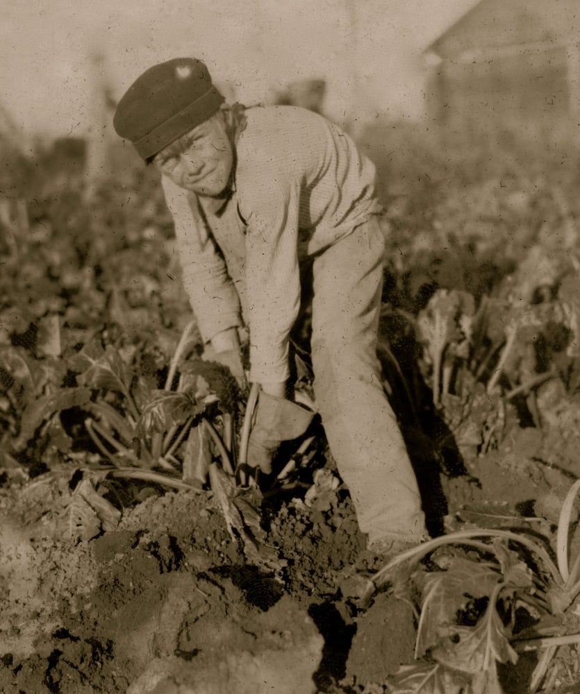 Poster print of an eight-year-old boy tugging at beets, showcasing childhood innocence.