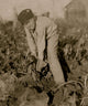Poster print of an eight-year-old boy tugging at beets, showcasing childhood innocence.
