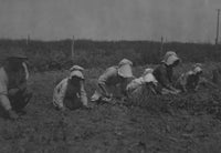 Sugar Beet Workers Poster Print depicting children in Sugar City, Colorado.