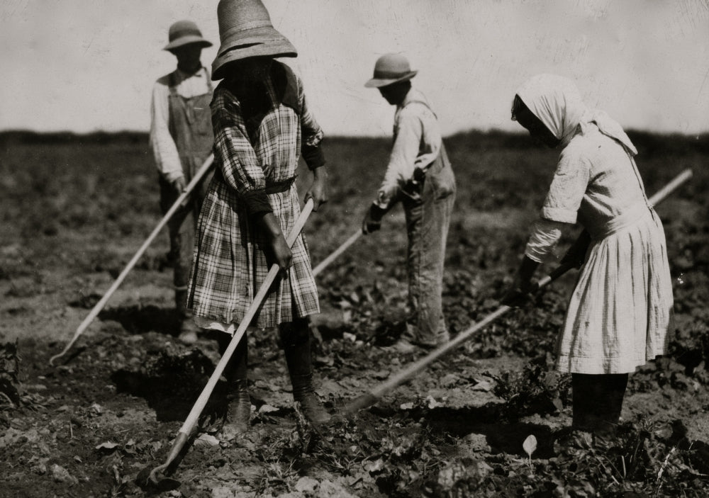 Beet Workers Hoeing in Sugar City Colorado Poster Print