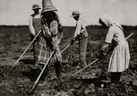 Beet Workers Hoeing in Sugar City Colorado Poster Print