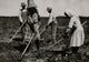 Beet Workers Hoeing in Sugar City Colorado Poster Print