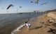 Will Manning playing with birds at Mobile Bay poster print by Carol Highsmith.