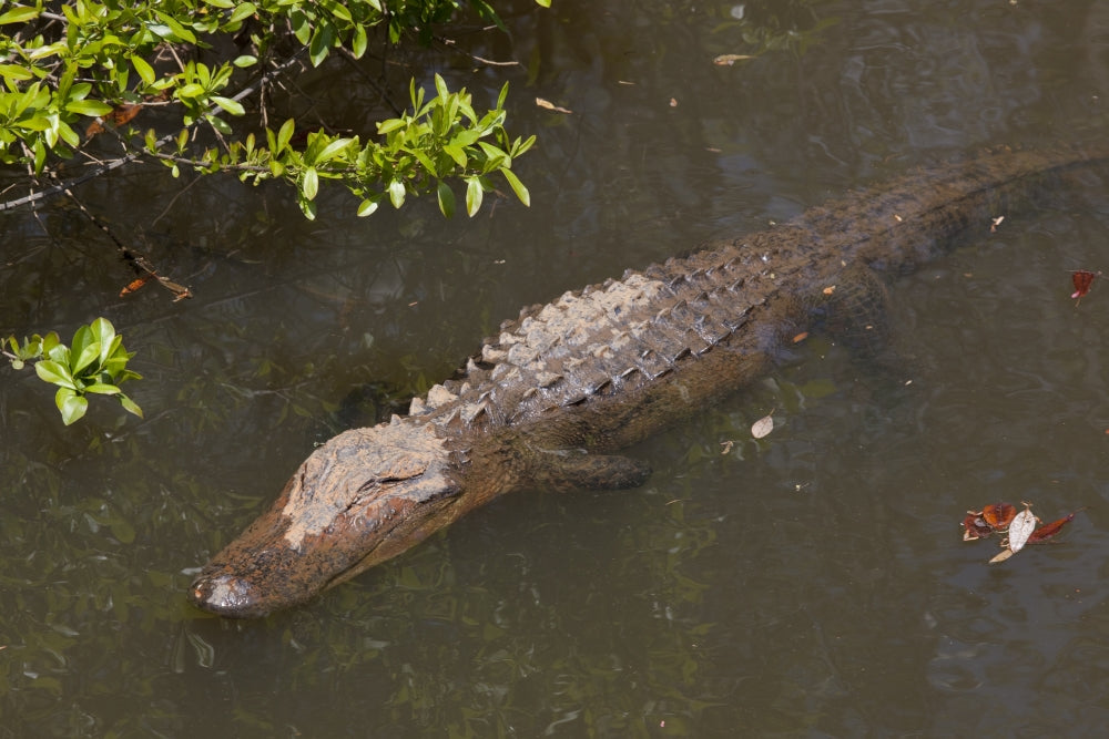 Gator Alley poster print featuring alligators sunbathing in Daphne, Alabama.