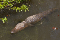 Gator Alley poster print featuring alligators sunbathing in Daphne, Alabama.