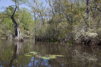 Canoe Trip Up the Mobile Delta Poster Print by Carol Highsmith