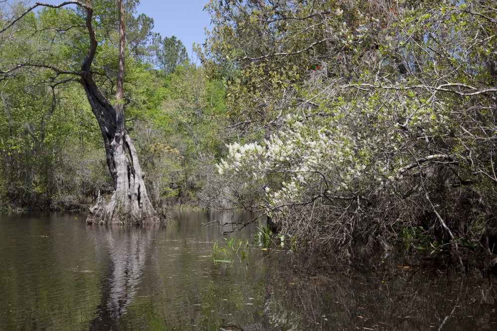 Canoe Trip Up the Mobile Delta Poster Print by Carol Highsmith