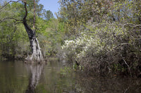 Canoe Trip Up the Mobile Delta Poster Print by Carol Highsmith