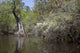 Canoe Trip Up the Mobile Delta Poster Print by Carol Highsmith