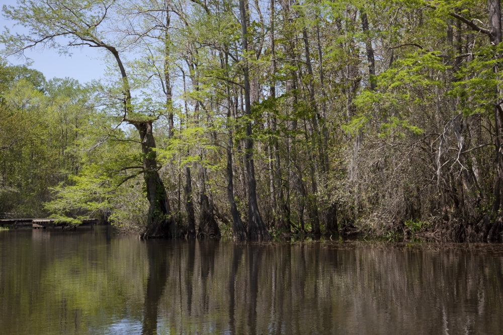 Canoe Trip Up the Mobile Delta Poster Print by Carol Highsmith