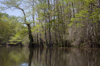 Canoe Trip Up the Mobile Delta Poster Print by Carol Highsmith