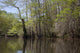 Canoe Trip Up the Mobile Delta Poster Print by Carol Highsmith