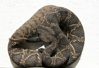 Rattlesnake Rodeo in Opp, Alabama Poster Print by Carol Highsmith