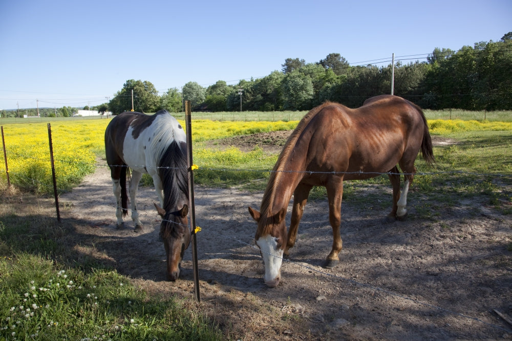 Horses in Rural Alabama Poster Print showcasing majestic horses in a serene landscape.