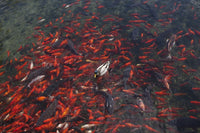 Goldfish and duck swimming in Huntsville Pond poster print.