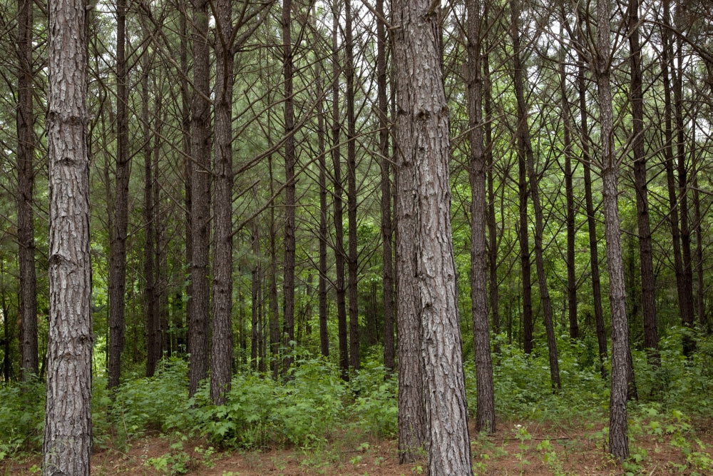 Pine Trees in Rural Alabama Poster Print showcasing serene nature.