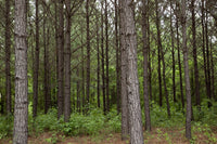 Pine Trees in Rural Alabama Poster Print showcasing serene nature.