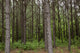 Pine Trees in Rural Alabama Poster Print showcasing serene nature.