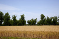 Wheat Field in Atmore, Alabama Poster Print showcasing golden wheat.