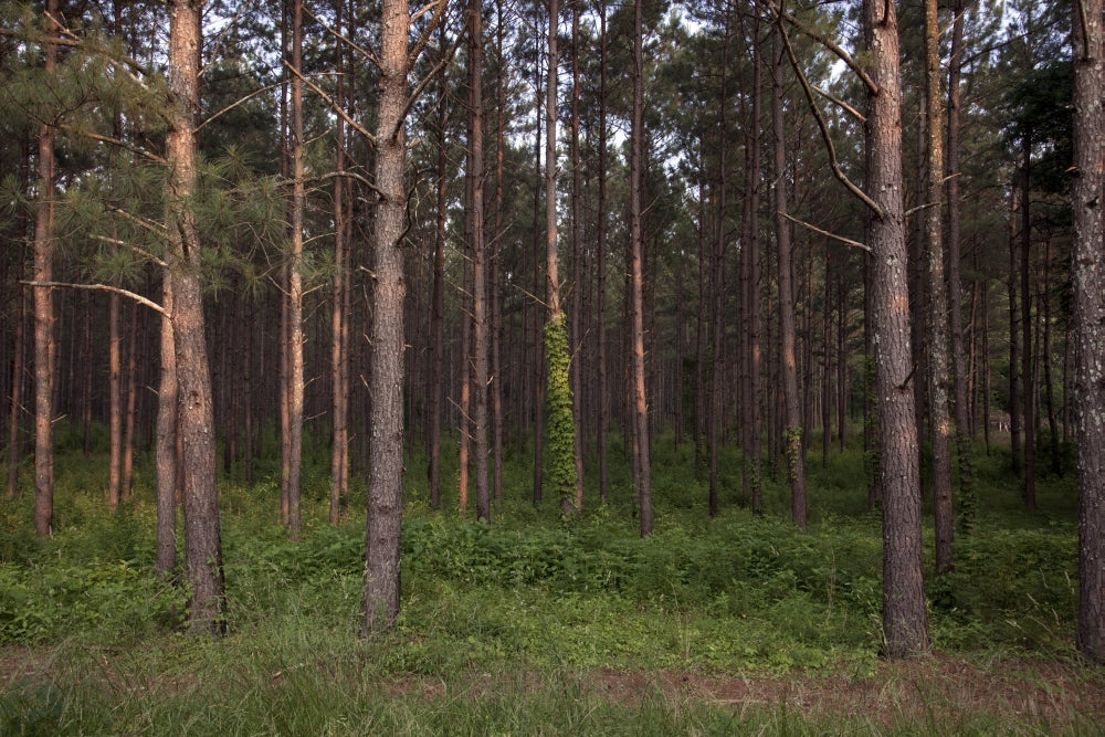 Stand of Pines Poster Print showcasing beautiful pine trees.