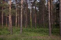 Stand of Pines Poster Print showcasing beautiful pine trees.