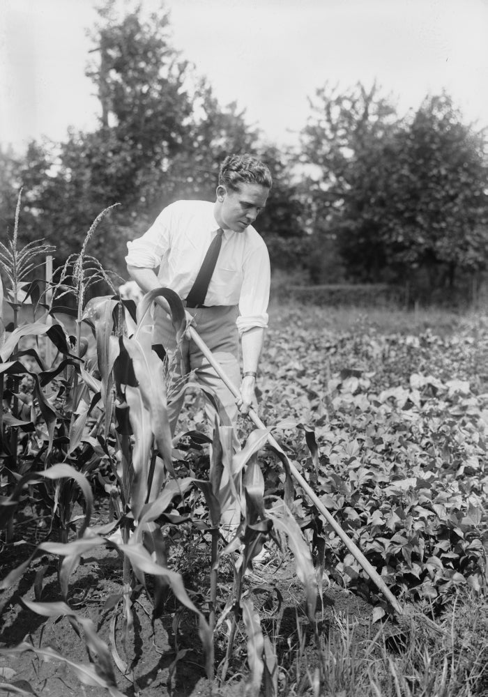 Working in the Corn Field Poster Print showcasing agricultural beauty.